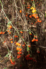Solanum appendiculatum