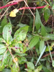 Leucauge celebesiana
