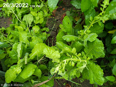 Pseudoconyza viscosa