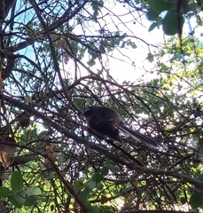 Rhipidura fuliginosa fuliginosa