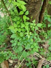 Campsis radicans
