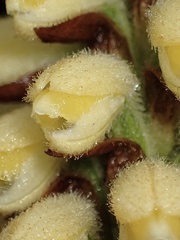 Gomphichis