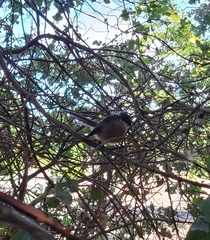 Rhipidura fuliginosa fuliginosa