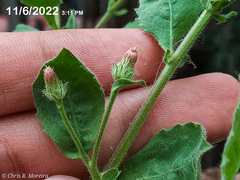 Pseudoconyza viscosa