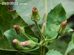 Pseudoconyza viscosa