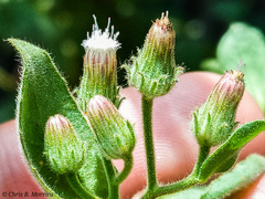 Pseudoconyza viscosa