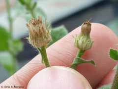 Pseudoconyza viscosa