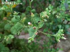 Pseudoconyza viscosa