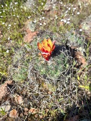 Coryphantha pseudoradians