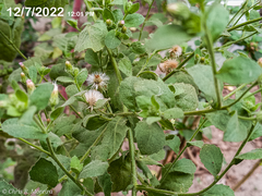 Pseudoconyza viscosa