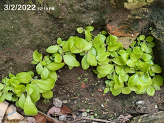 Pseudoconyza viscosa