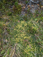 Azorella monantha