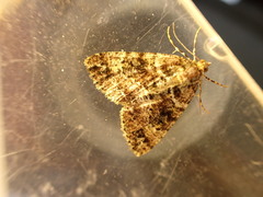 Pseudocoremia productata