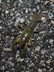 Lacunicambarus thomai