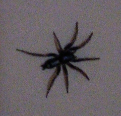 Herpyllus ecclesiasticus