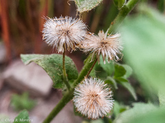 Pseudoconyza viscosa