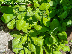 Pseudoconyza viscosa