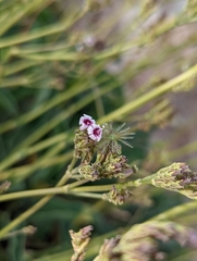 Valeriana carnosa