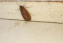 Hofmannophila pseudospretella