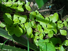 Pseudoconyza viscosa