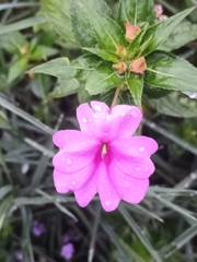 Impatiens platypetala