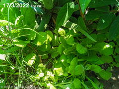 Pseudoconyza viscosa