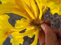 Handroanthus ochraceus