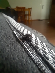 Histeridae