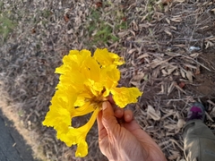 Handroanthus ochraceus