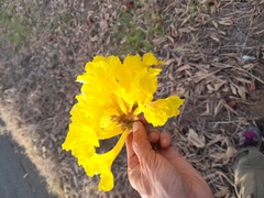 Handroanthus ochraceus
