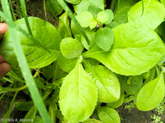 Pseudoconyza viscosa