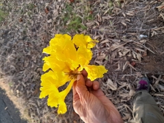 Handroanthus ochraceus