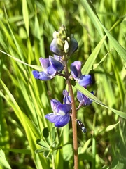 Lupinus succulentus