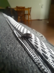 Histeridae