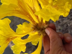 Handroanthus ochraceus