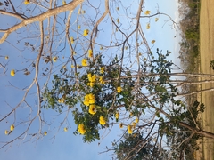 Handroanthus ochraceus