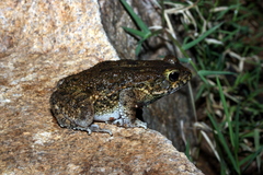Sclerophrys pusilla