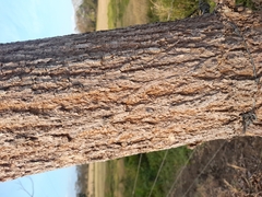 Handroanthus ochraceus