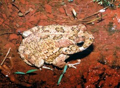 Sclerophrys pusilla