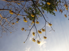 Handroanthus ochraceus
