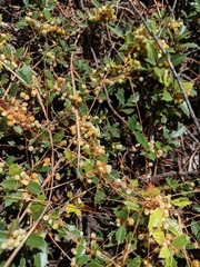 Cuscuta jepsonii