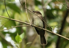 Cnemotriccus fuscatus