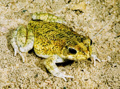 Sclerophrys pusilla