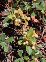 Cuscuta jepsonii