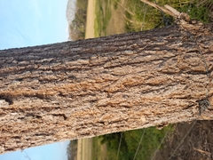 Handroanthus ochraceus