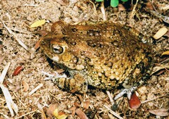 Sclerophrys pusilla