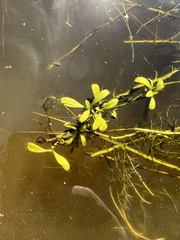 Alternanthera philoxeroides