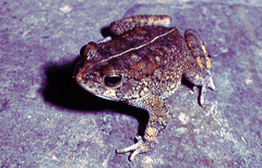 Sclerophrys pusilla