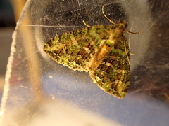 Austrocidaria similata