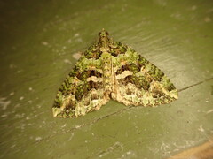 Austrocidaria similata